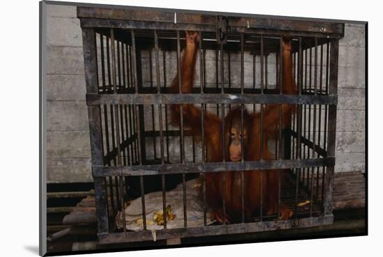 Juvenile Orangutan in Cage-W. Perry Conway-Mounted Photographic Print