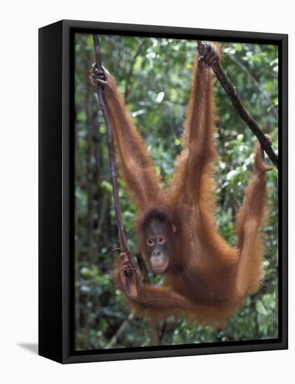 Juvenile Orangutan Swinging Between Branches in Tanjung National Park, Borneo-Theo Allofs-Framed Stretched Canvas