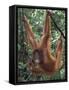 Juvenile Orangutan Swinging Between Branches in Tanjung National Park, Borneo-Theo Allofs-Framed Stretched Canvas