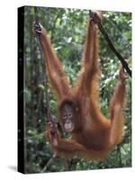 Juvenile Orangutan Swinging Between Branches in Tanjung National Park, Borneo-Theo Allofs-Stretched Canvas