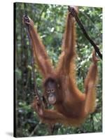Juvenile Orangutan Swinging Between Branches in Tanjung National Park, Borneo-Theo Allofs-Stretched Canvas