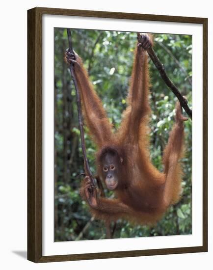 Juvenile Orangutan Swinging Between Branches in Tanjung National Park, Borneo-Theo Allofs-Framed Premium Photographic Print