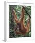 Juvenile Orangutan Swinging Between Branches in Tanjung National Park, Borneo-Theo Allofs-Framed Premium Photographic Print