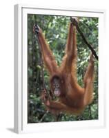 Juvenile Orangutan Swinging Between Branches in Tanjung National Park, Borneo-Theo Allofs-Framed Premium Photographic Print