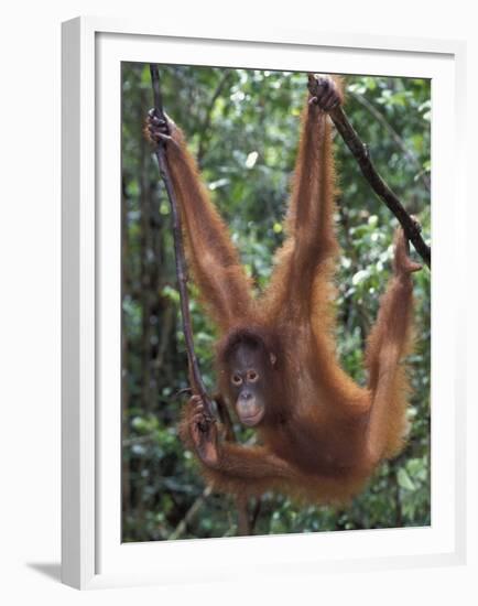 Juvenile Orangutan Swinging Between Branches in Tanjung National Park, Borneo-Theo Allofs-Framed Premium Photographic Print