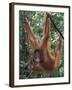 Juvenile Orangutan Swinging Between Branches in Tanjung National Park, Borneo-Theo Allofs-Framed Premium Photographic Print