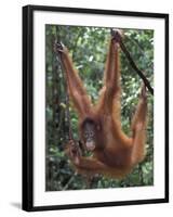 Juvenile Orangutan Swinging Between Branches in Tanjung National Park, Borneo-Theo Allofs-Framed Premium Photographic Print