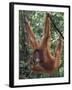 Juvenile Orangutan Swinging Between Branches in Tanjung National Park, Borneo-Theo Allofs-Framed Premium Photographic Print