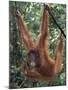 Juvenile Orangutan Swinging Between Branches in Tanjung National Park, Borneo-Theo Allofs-Mounted Premium Photographic Print