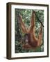 Juvenile Orangutan Swinging Between Branches in Tanjung National Park, Borneo-Theo Allofs-Framed Photographic Print