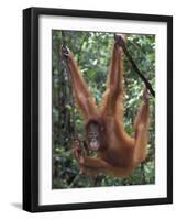 Juvenile Orangutan Swinging Between Branches in Tanjung National Park, Borneo-Theo Allofs-Framed Photographic Print