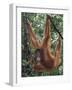 Juvenile Orangutan Swinging Between Branches in Tanjung National Park, Borneo-Theo Allofs-Framed Photographic Print