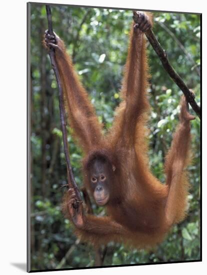 Juvenile Orangutan Swinging Between Branches in Tanjung National Park, Borneo-Theo Allofs-Mounted Photographic Print