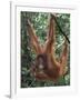 Juvenile Orangutan Swinging Between Branches in Tanjung National Park, Borneo-Theo Allofs-Framed Photographic Print