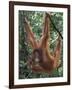 Juvenile Orangutan Swinging Between Branches in Tanjung National Park, Borneo-Theo Allofs-Framed Photographic Print