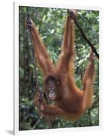 Juvenile Orangutan Swinging Between Branches in Tanjung National Park, Borneo-Theo Allofs-Framed Photographic Print