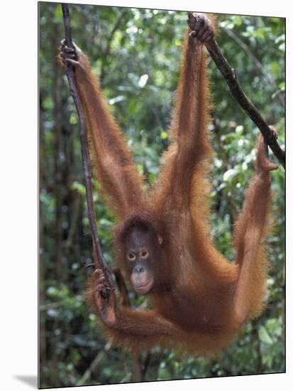 Juvenile Orangutan Swinging Between Branches in Tanjung National Park, Borneo-Theo Allofs-Mounted Photographic Print