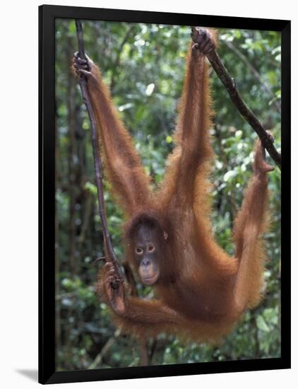 Juvenile Orangutan Swinging Between Branches in Tanjung National Park, Borneo-Theo Allofs-Framed Photographic Print