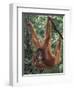 Juvenile Orangutan Swinging Between Branches in Tanjung National Park, Borneo-Theo Allofs-Framed Photographic Print