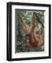 Juvenile Orangutan Swinging Between Branches in Tanjung National Park, Borneo-Theo Allofs-Framed Premium Photographic Print