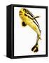 Juvenile Oriental sweetlip fish-Martin Harvey-Framed Stretched Canvas