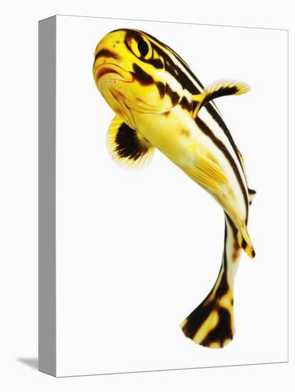 Juvenile Oriental sweetlip fish-Martin Harvey-Stretched Canvas