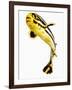 Juvenile Oriental sweetlip fish-Martin Harvey-Framed Photographic Print