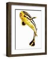 Juvenile Oriental sweetlip fish-Martin Harvey-Framed Photographic Print