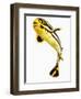 Juvenile Oriental sweetlip fish-Martin Harvey-Framed Photographic Print