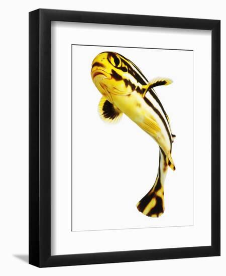 Juvenile Oriental sweetlip fish-Martin Harvey-Framed Photographic Print