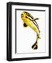 Juvenile Oriental sweetlip fish-Martin Harvey-Framed Photographic Print