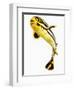 Juvenile Oriental sweetlip fish-Martin Harvey-Framed Photographic Print