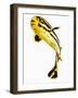 Juvenile Oriental sweetlip fish-Martin Harvey-Framed Photographic Print