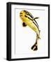 Juvenile Oriental sweetlip fish-Martin Harvey-Framed Photographic Print