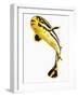 Juvenile Oriental sweetlip fish-Martin Harvey-Framed Photographic Print