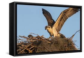 Juvenile Osprey Testing Wings, Flamingo, Everglades National Park, Florida-Maresa Pryor-Framed Stretched Canvas