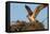 Juvenile Osprey Testing Wings, Flamingo, Everglades National Park, Florida-Maresa Pryor-Framed Stretched Canvas