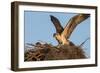 Juvenile Osprey Testing Wings, Flamingo, Everglades National Park, Florida-Maresa Pryor-Framed Photographic Print