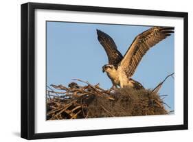 Juvenile Osprey Testing Wings, Flamingo, Everglades National Park, Florida-Maresa Pryor-Framed Photographic Print