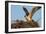 Juvenile Osprey Testing Wings, Flamingo, Everglades National Park, Florida-Maresa Pryor-Framed Photographic Print