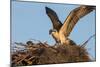 Juvenile Osprey Testing Wings, Flamingo, Everglades National Park, Florida-Maresa Pryor-Mounted Photographic Print