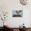 Juvenile Osprey Testing Wings, Flamingo, Everglades National Park, Florida-Maresa Pryor-Photographic Print displayed on a wall