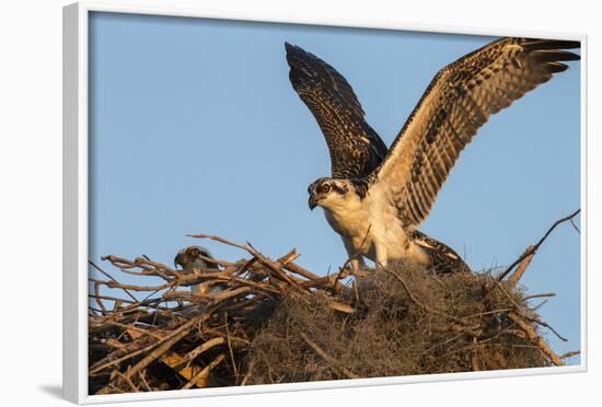 Juvenile Osprey Testing Wings, Flamingo, Everglades National Park, Florida-Maresa Pryor-Framed Photographic Print