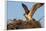 Juvenile Osprey Testing Wings, Flamingo, Everglades National Park, Florida-Maresa Pryor-Framed Photographic Print