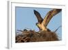 Juvenile Osprey Testing Wings, Flamingo, Everglades National Park, Florida-Maresa Pryor-Framed Photographic Print