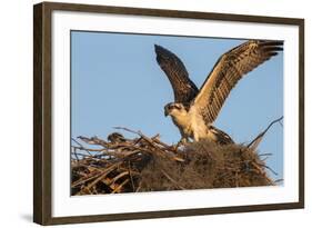 Juvenile Osprey Testing Wings, Flamingo, Everglades National Park, Florida-Maresa Pryor-Framed Photographic Print