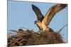 Juvenile Osprey Testing Wings, Flamingo, Everglades National Park, Florida-Maresa Pryor-Mounted Photographic Print