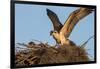 Juvenile Osprey Testing Wings, Flamingo, Everglades National Park, Florida-Maresa Pryor-Framed Photographic Print