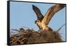 Juvenile Osprey Testing Wings, Flamingo, Everglades National Park, Florida-Maresa Pryor-Framed Stretched Canvas