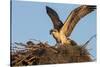 Juvenile Osprey Testing Wings, Flamingo, Everglades National Park, Florida-Maresa Pryor-Stretched Canvas